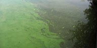 RIDOH recommends avoiding part of lake in Coventry due to algae bloom
