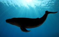 Descubren una ballena extinta con dientes afilados y ojos del tamaño de pelotas de tenis