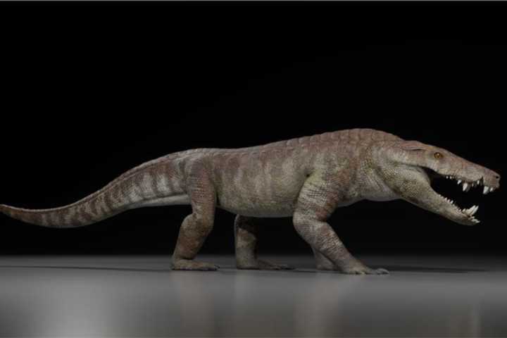Ancient Crocodile 'Hypercarnivore' Discovered