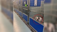 Lonely Shelter Dog From Illinois Longs for Love As He Watches His Kennel Mates Leave for New Homes