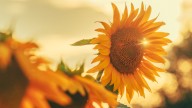 Enjoy Continuous Sunflower Blooms All Season With One Simple Gardening Tip