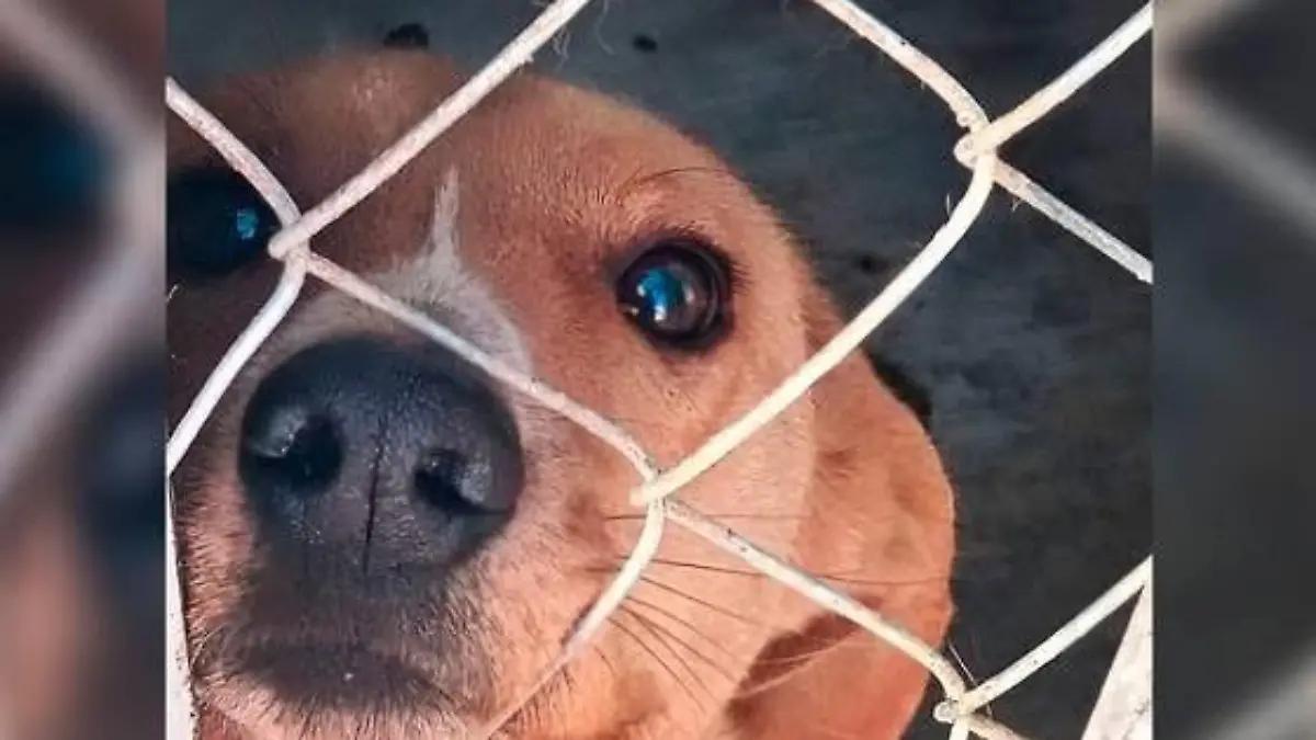 Coordinará Municipio acciones contra el maltrato animal de la mano con activista local