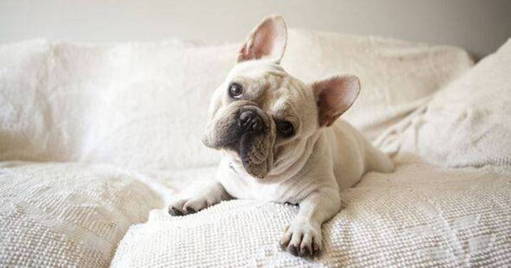 Vet warns against owning these five dog breeds: Includes French Bulldogs and Dachshunds