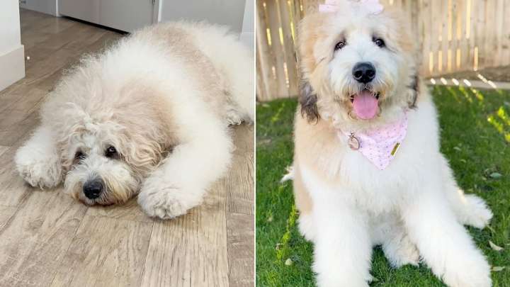 Internet Was Stunned After California Owners Posted Pictures Of Their Huge St. Bernard Poodle Mix
