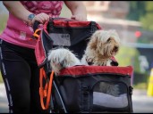 Aprueban en CdMx reforma que permite custodia compartida de animales de compañía