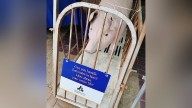Humane Society asked to leave Hanover fair over papier mâché pig, human