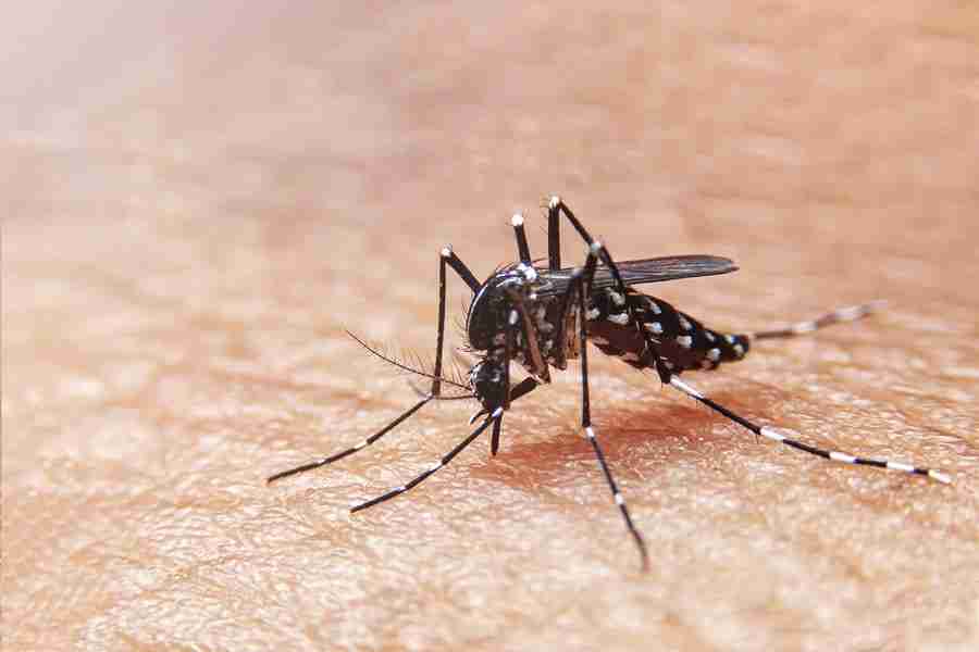 When Does Mosquito Season End In Iowa 🦟🦟