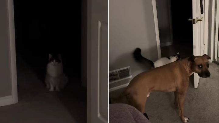 Pennsylvania Cat Sneaks Into The Room Every Night To Take Dog To A Secret Gathering