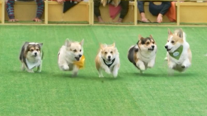 Más de cien de corgis corren y deslumbran con sus disfraces en un desfile en Lituania