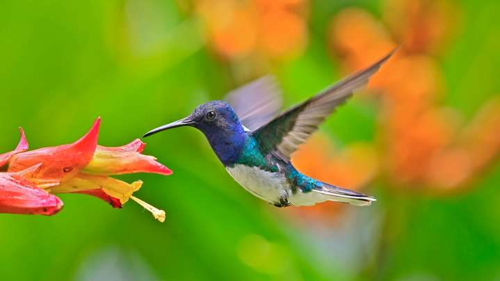 7 Perennials You Shouldn't Deadhead If You Want Hummingbirds In Your Yard