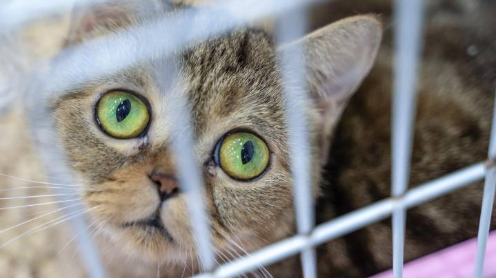 LMAS temporarily stops cat intakes due to overwhelming number of strays