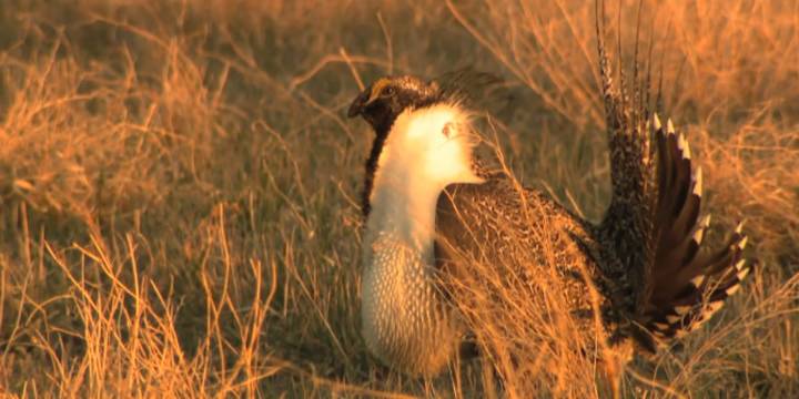 Greater sage grouse population numbers on the brink