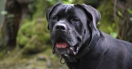 7 Weird Quirks Only True Cane Corso Owners Understand