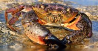 Virginia waters might now be home to stone crabs, four found in Chesapeake Bay