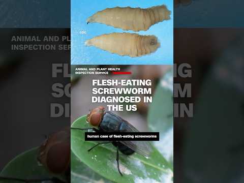 Flesh-eating screwworm diagnosed in person in the US