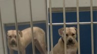 The Shyest Dog In Maryland Shelter Finds A Forever Home After Girl Begs Parents To Adopt Him