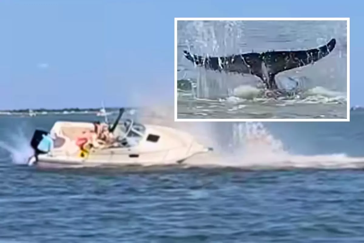 Minke whale dies in NJ bay after boat collision