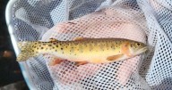 Unique native Colorado trout species rescued from path of Stoner Mesa Fire