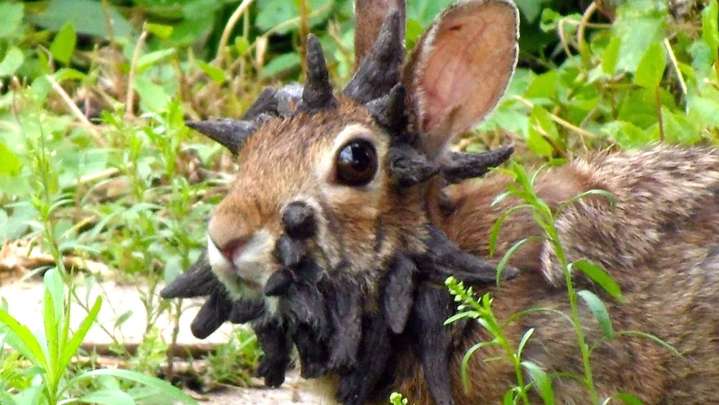 Why Rabbits Are Growing Horns And Tentacles In Colorado