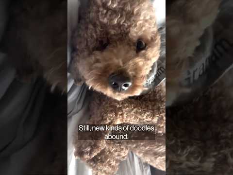 Have We Finally Reached Peak Doodle?