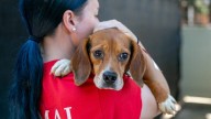 Donations needed after beagles named for bagels surrendered