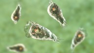 Detectan la mortífera "ameba comecerebro" en agua potable