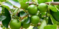 Producción de limón en Tumbes cae 95% por falta de agua: se avecina escasez en mercados