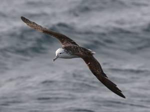 Study finds seabirds only poop while flying