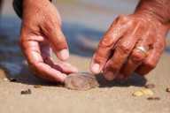 Many beachgoers feel the sting of a blooming jellyfish population