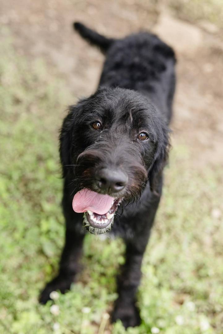 Kyro is an Adoptable Weimardoodle Puppy in Warrick County That Adores People