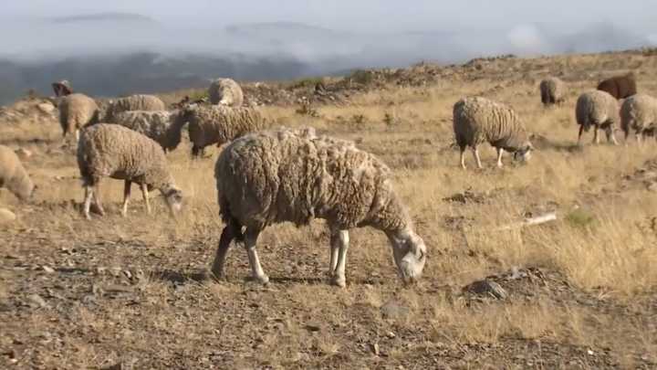 Ovejas contra el fuego, la estrategia verde frente a los incendios More