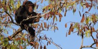 Un estudio documenta el uso estratégico de árboles por chimpancés y su relación con la evolución humana