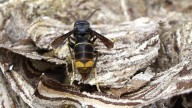 Ensayan barreras eléctricas y bozales para proteger a las abejas de las avispas asiáticas