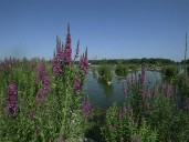 Pretty but dangerous: Invasive plants brighten roadsides but detrimental to wetlands