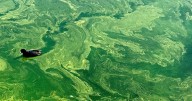 Harmful blue-green algae bloom reported at Lake Mohave