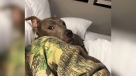 Dog Spent Shocking 11 Years At Louisiana Shelter, Waiting For Someone To Give Her A Chance