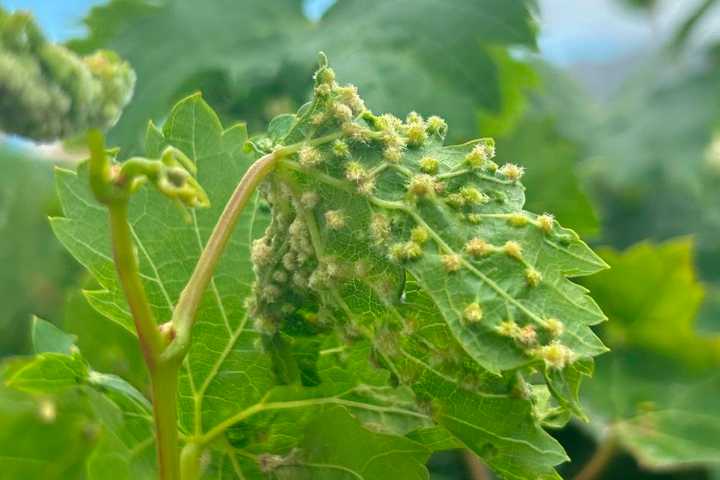 Dos plagas de filoxera de la vid amenazan los viñedos de Tenerife: piden “extremar la precaución”