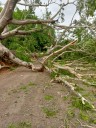 ENORME ÁRBOL BLOQUEA LA CIRCULACIÓN