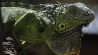 Kots Kaal Pato: el ritual yucateco que maltrata animales hasta matarlos