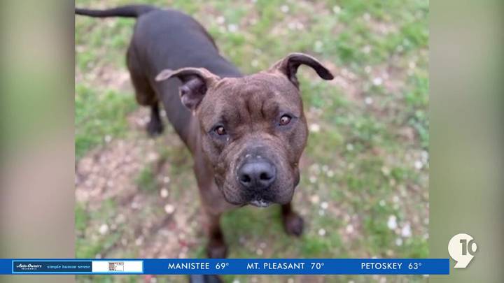 Northern Michigan Animal Shelter looking for Fur-Ever home for dog that’s been there too long. Meet Mr. Pants!