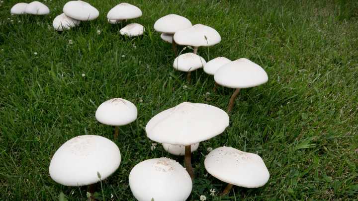 What Is A Fairy Ring & Is It Safe To Have One In Your Yard?