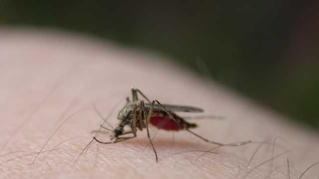 Second human case of West Nile virus reported in New Orleans