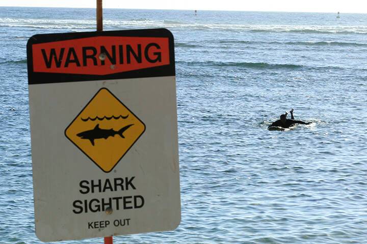 Signs posted for shark at Waimea Bay, jellyfish in Waikiki