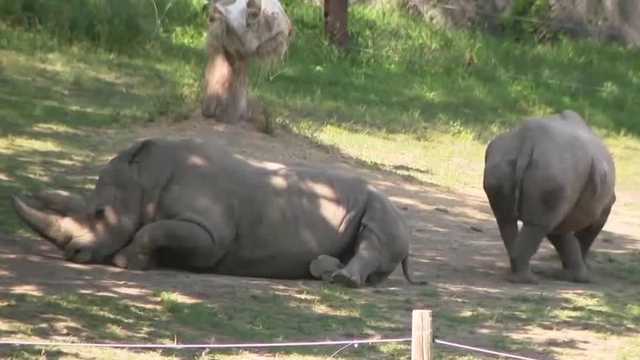 Watch: How the Henry Doorly Zoo's nutritional science team helps animals