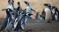 Encuentran más de 700 pingüinos muertos en playas de São Paulo, Brasil