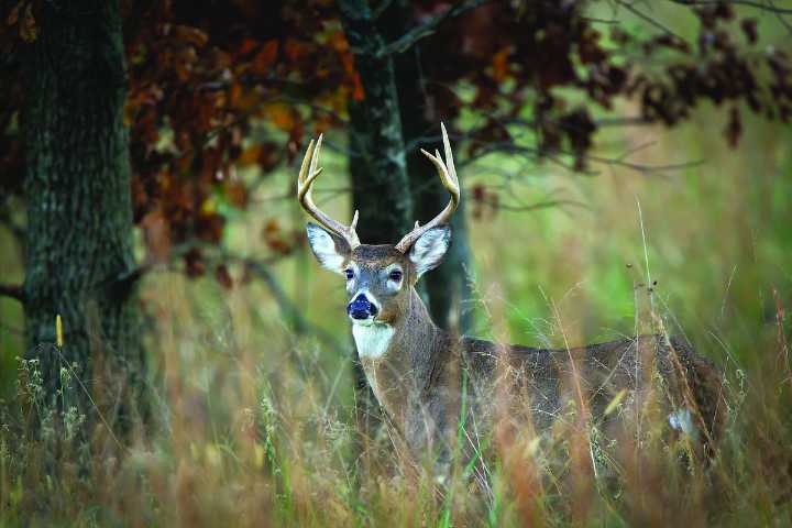 ONBOOKS | OPINION: ‘River to Ridge’ — New AGFC book provides expansive view of state’s WMAs