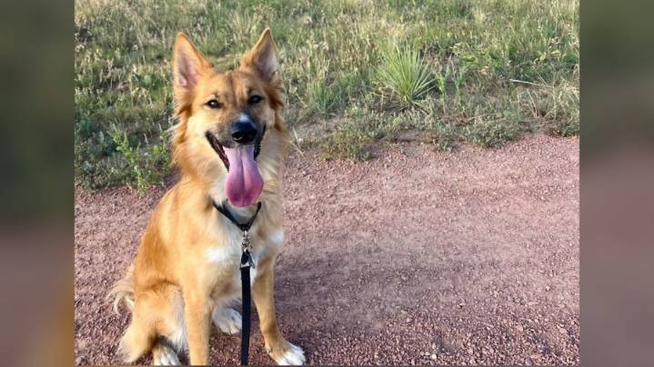 Seasonal dog on-leash requirements go into effect in Boulder on Friday