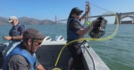 Bay Area scientists researching how to better protect whales