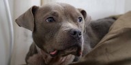 PHOTOS: Ohio boat crew, passengers save stray dog stranded along Cuyahoga River
