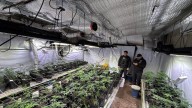 Descubren campo de cultivo de marihuana en El Boquerón: un detenido y armas secuestradas